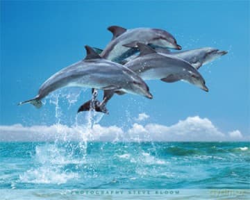 Delfiny [PLAKAT]