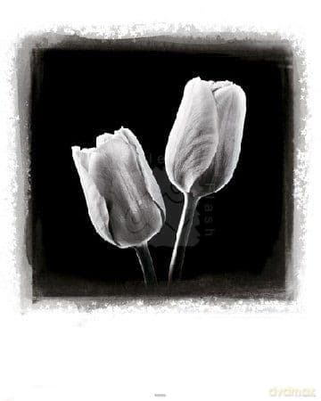 Tulipany (B&W) [PLAKAT]