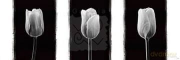 Tulipany (B&W) [PLAKAT]