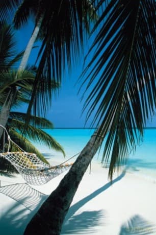 Widok Palm (hamak) [PLAKAT]