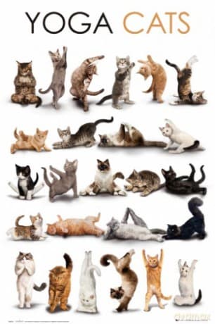 Yoga Cats [PLAKAT]