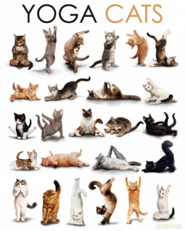 Yoga Cats [PLAKAT]