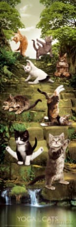 Yoga Cats [PLAKAT]