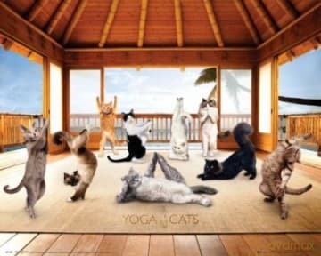 Yoga Cats Hut [PLAKAT]
