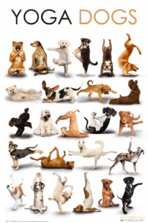 Yoga Dogs [PLAKAT]