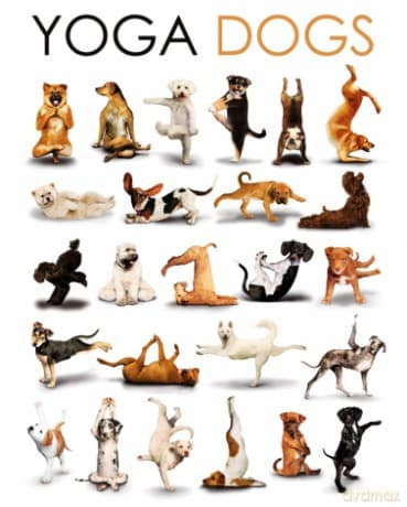 Yoga Dogs [PLAKAT]