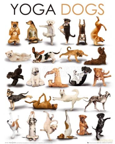 Yoga Dogs [PLAKAT]