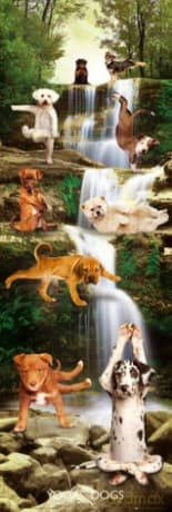 Yoga Dogs [PLAKAT]