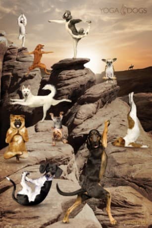 Yoga Dogs Canyon [PLAKAT]