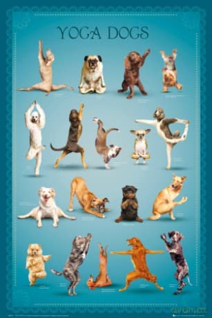 Yoga Dogs Poses [PLAKAT]