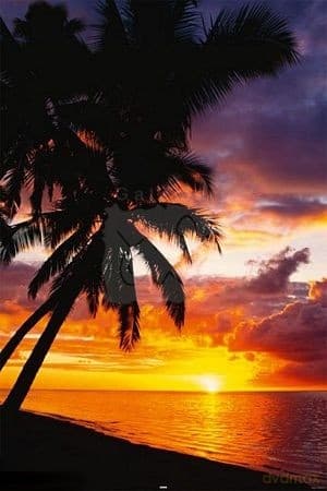 Zachód Słońca (Palmy) [PLAKAT]