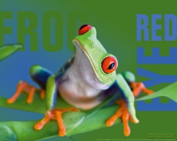 Zielona Żaba [PLAKAT]