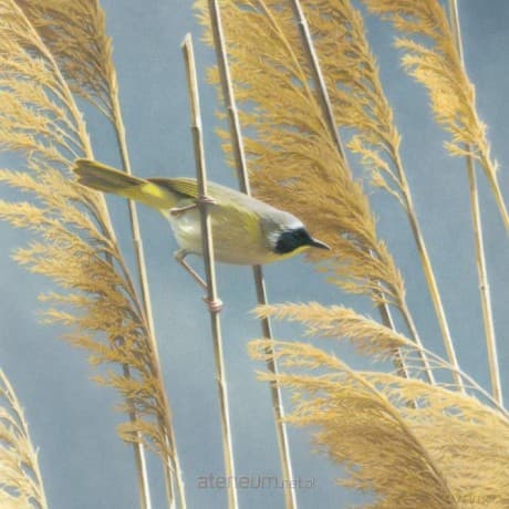 Karnet kwadrat z kopertą Lightswept Common